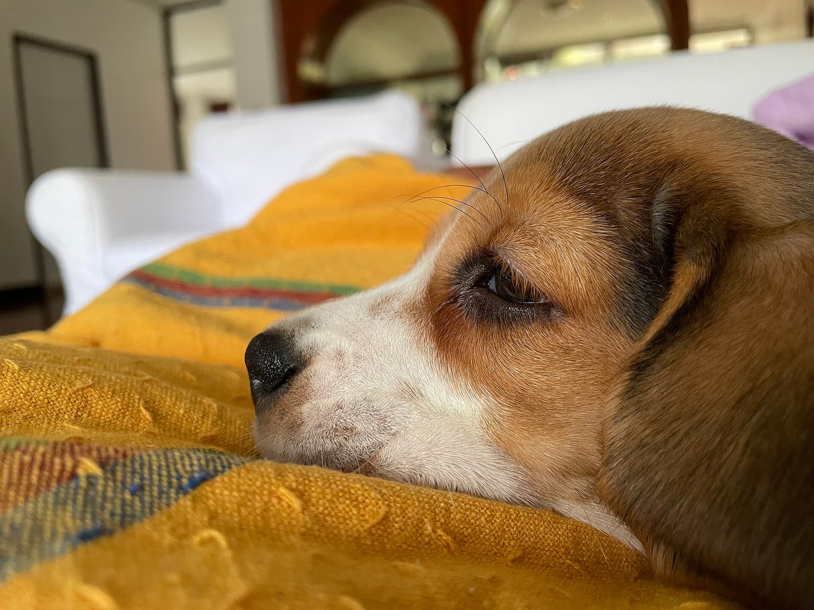 Pet Rent vs Pet Deposit vs Assistance Animals: What Landlords Can and Cannot Charge | YourLeaseAgreement.com