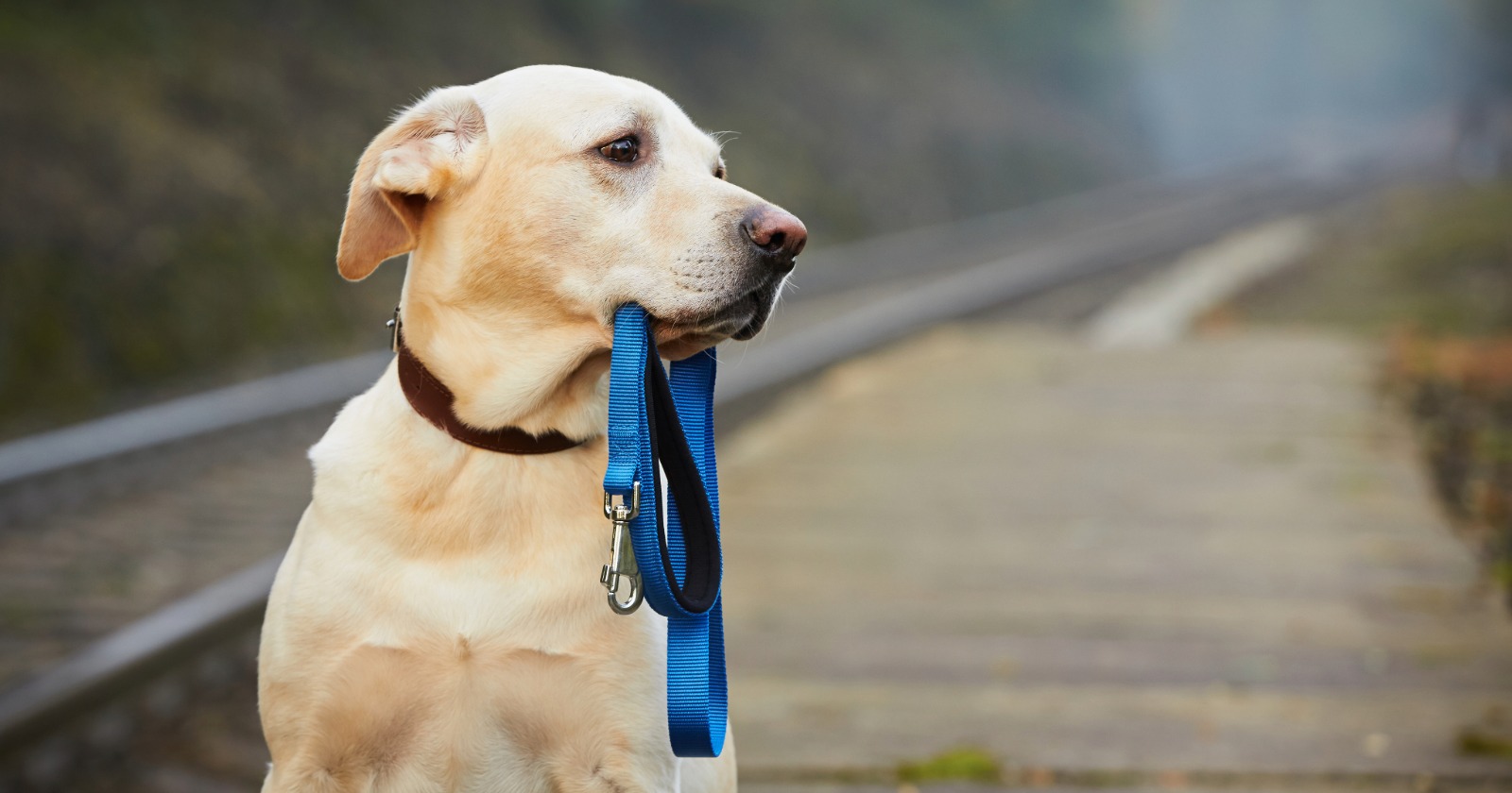 What happens to a tenant's pets when the tenant dies