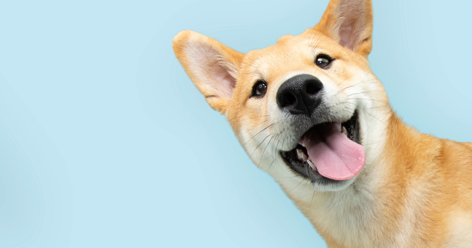 Pet deposit, pet fee, or pet rent: what landlords can charge