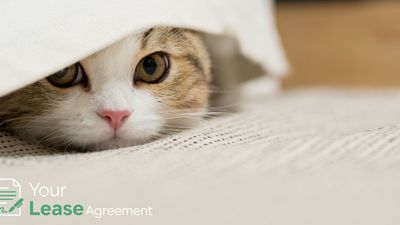 What to Do When You Find Out Your Tenant Has an Unauthorized Pet