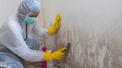 What Landlords Must Disclose About Mold and Lead Paint