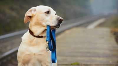 What happens to a tenant's pets when the tenant dies