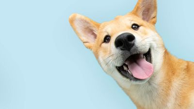 Pet deposit, pet fee, or pet rent: what landlords can charge
